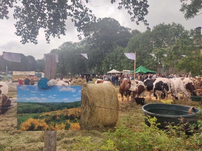 Concours de l'AOP Saint-Nectaire: une réussite à Marcenat